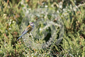 Local bird is sitting on a branch in Kenya