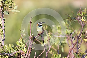 Local bird is sitting on a branch in Kenya