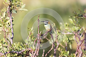 Local bird is sitting on a branch in Kenya