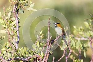 Local bird is sitting on a branch in Kenya