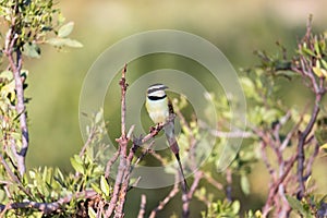 Local bird is sitting on a branch in Kenya