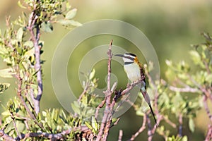 Local bird is sitting on a branch in Kenya