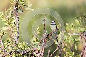 Local bird is sitting on a branch in Kenya