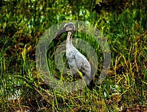 Local birds, Anastomus oscitans or Openbill stork bird living in organic rice field and looking for shell food in countryside.