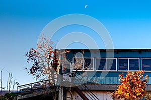 Local blue Japanese house with colourful autumn persimmon tree with fruits against blue clear sky