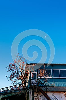 Local blue Japanese house with colourful autumn persimmon tree with fruits against blue clear sky