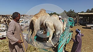 Local camel salesmen on Camel market loading camels to trucks.