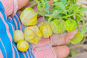 Local Cape Gooseberry,Ground cherries,Inca berry, Golden strawberry, Strawberry tomato,Solanaceae,the post emergent weed in paddy