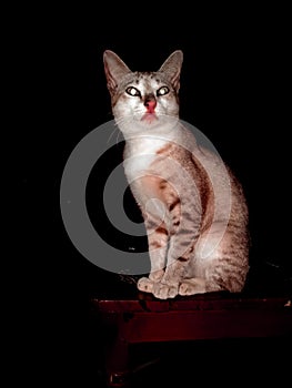 Local cats with glowing eyes are exposed to flash when photographed on a black background