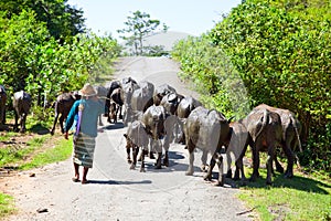 Local cattle breeder with his herd