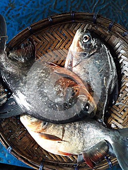 Local chandafish, Caribe, Piraya,  Piranha, also called caribe or piraya, photo