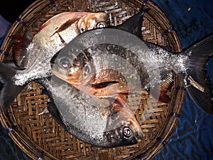 Local chandafish, Caribe, Piraya,  Piranha, also called caribe or piraya, photo