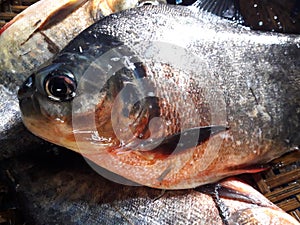Local chandafish, Caribe, Piraya,  Piranha, also called caribe or piraya,