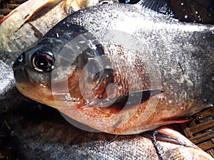 Local chandafish, Caribe, Piraya,  Piranha, also called caribe or piraya, photo