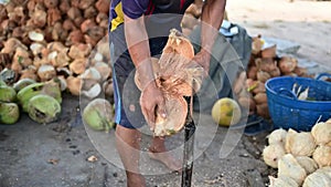 Local coconut farmers use sharpened steel spears to peel coconuts to sell