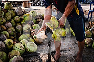 Local coconut farmers use sharpened steel spears to peel coconuts to sell as coconut milk.