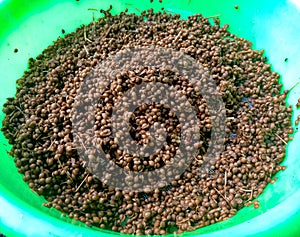 Local coriander (dhania) seeds