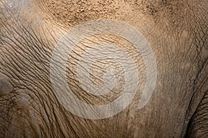 Local details of an elephant skin full of folds