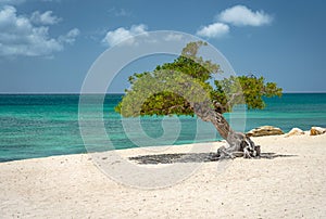 Local divi tree at Eagle Beach, Aruba