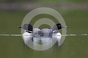 Local duck species on the lake in Iceland