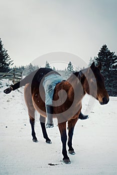 local farmer man having fun and laying down on his horse outside during winter in the snow