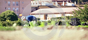 Local farmer suply pick up fresh lettuces. Farm workers suplying during Coronavirus lock down. Farmer or farm worker picking up