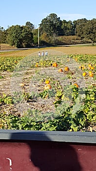 The Little Pumpkin Patch photo