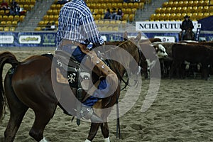 local farmers riding their quaterhorses, competing at a cutting horse, futurity event