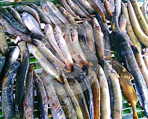 Local fish