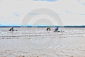 Local fishermen are collecting cockles on the outdoorÃ¢â¬â¹ terraces in the gulf of Thailand using traditional tools.Samut Songkhram.