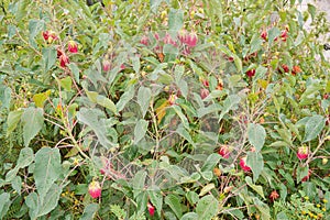 Local flora - small bushes with wet red rose like flowers, most of it endemic to Madagascar growing in Andringitra National Park