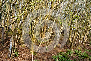 Local forestry planting of hundreds of European Hornbeam trees very close together to form a thick copse on both sides of a path t