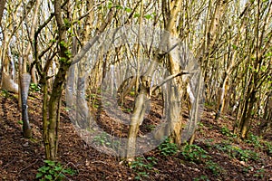 Local forestry planting of hundreds of European Hornbeam trees very close together to form a thick copse on both sides of a path t