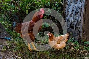 Local Free Range Chickens Roaming in Organic Farm in Himalayan Village of Nepal