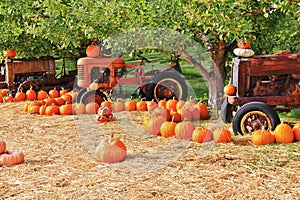 Local fruit shop, dealer in Princeton, British Columbia. Nice decoration with pumpkin, groud, fruits on Vintage tractor, Classic c