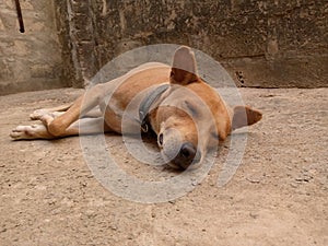 A local Gambia dog sleeping peacefully on the ground