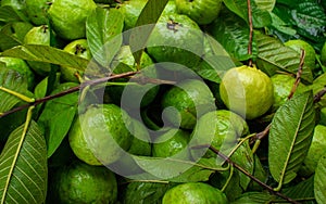 Local high quality organic raw guava . it is seasonal fruit . I captured this image from Bangladesh