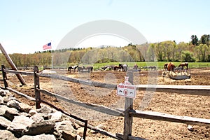 LOCAL HORSE FARM, photo