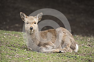 A local Japan deers in nara park. world heritage city in Japan