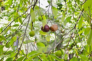 Local kokum fruit on a tree Garcinia indica, Goa, India.