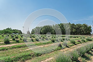 Local lavender farm blooming in Gainesville, Texas, USA