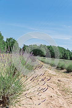 Local lavender farm blooming in Gainesville, Texas, USA