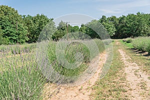 Local lavender farm blooming in Gainesville, Texas, USA