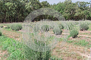 Local lavender farm blooming in Gainesville, Texas, USA