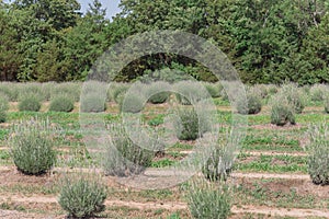 Local lavender farm blooming in Gainesville, Texas, USA