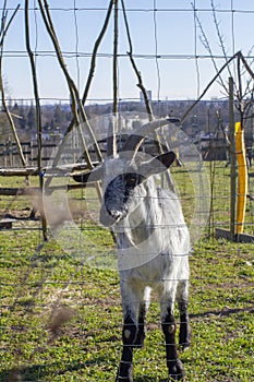 local Lorraine goat pasturing in urban meadow over city background photo
