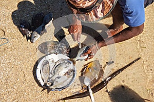 Local Malagasy fisherman cleaning freshly caught fishes on the beach, detail on hands and knife, plate with fresh catch