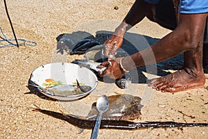 Local Malagasy fisherman cleaning freshly caught fishes on the beach, detail on hands and knife, plate with fresh catch