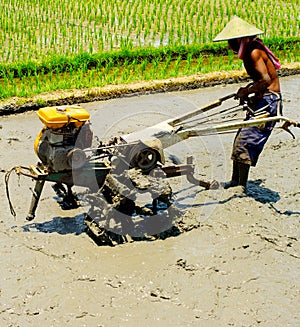 Man worker Rice field. Indonesia