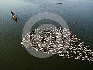 Local Mandalay Villager on wooden boat with his flock of ducks